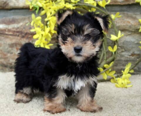 Bingo Yorkie2