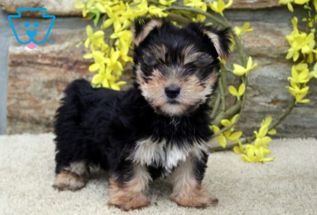 Bingo Yorkie2 image