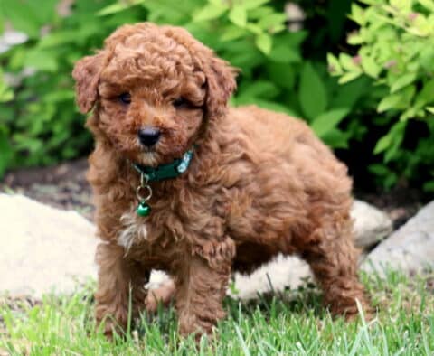 Fluffy red Toy Poodle puppy with a green collar and bell, standing on grass near landscaping rocks and vibrant greenery.