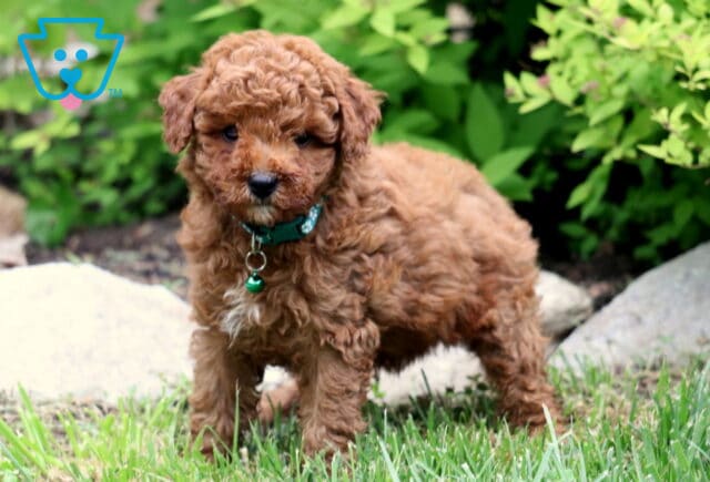 Fluffy red Toy Poodle puppy with a green collar and bell, standing on grass near landscaping rocks and vibrant greenery. image