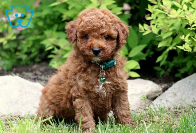 Sweet red Toy Poodle puppy sitting in the grass wearing a teal collar with a bell, with green shrubs and large rocks in the background. image