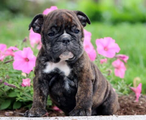 Dark brindle English Bulldog puppy with a white chest marking sitting on a sidewalk near blooming pink flowers, with green grass and soft background blur.