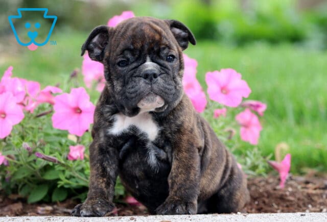 Dark brindle English Bulldog puppy with a white chest marking sitting on a sidewalk near blooming pink flowers, with green grass and soft background blur. image