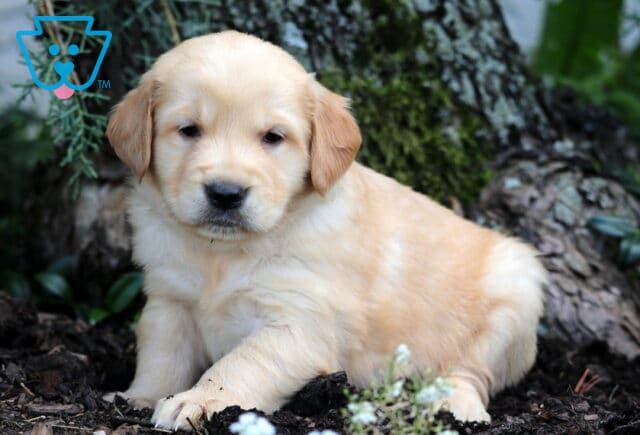 Golden Retriever puppy with a creamy coat resting near the base on a tree, surrounded by mulch and greenery in a shaded outdoor setting. image