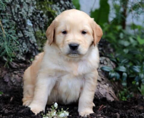 Fluffy light golden Golden Retriever puppy sitting near the base of a large tree, surrounded by mulch and lush greenery.
