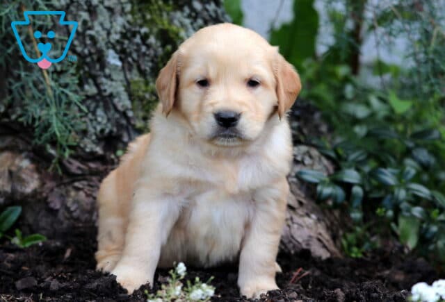 Fluffy light golden Golden Retriever puppy sitting near the base of a large tree, surrounded by mulch and lush greenery. image