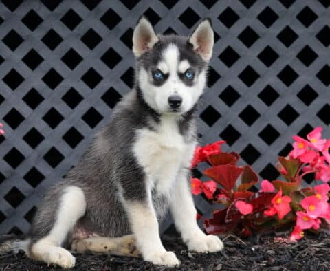 Blossom Husky