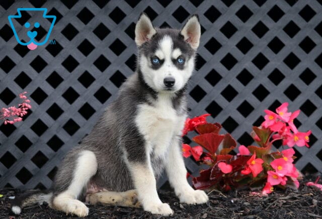Blossom Husky image