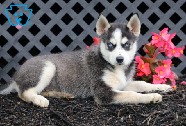 Blossom Husky2 image