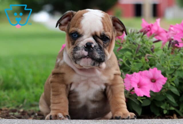 Chubby fawn and white English Bulldog puppy with a half-white face sitting next to bright pink petunias, with green grass and a red building in the distance. image