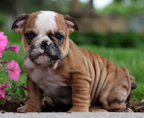 Sweet-faced fawn and white English Bulldog puppy sitting beside vivid pink flowers, showcasing its wrinkled coat and expressive eyes with a grassy background.