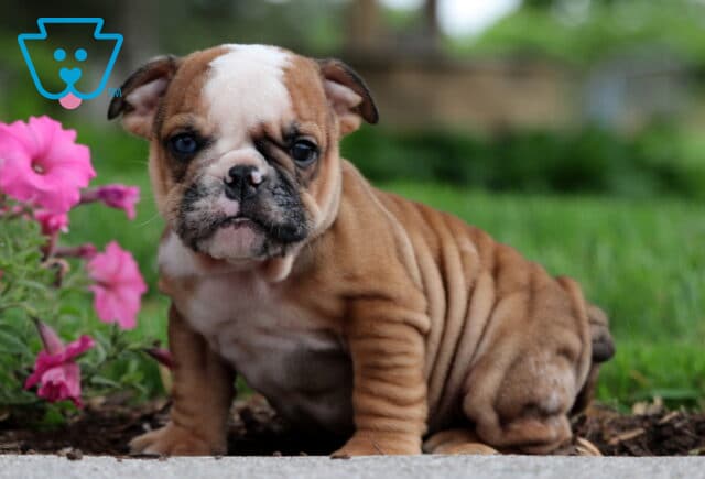 Sweet-faced fawn and white English Bulldog puppy sitting beside vivid pink flowers, showcasing its wrinkled coat and expressive eyes with a grassy background. image