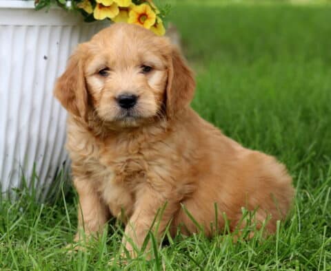 Curly-coated apricot Goldendoodle puppy sitting in the grass next to a white flower pot with blooming yellow flowers, looking calm and curious.