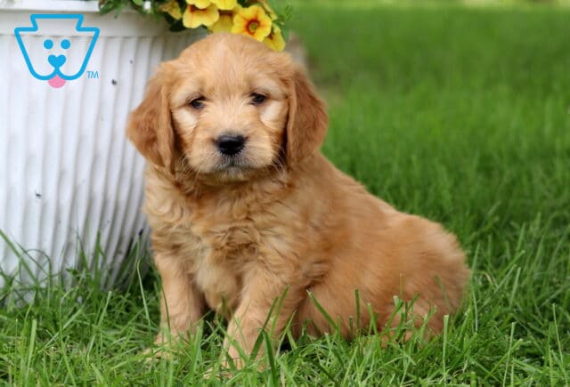 Curly-coated apricot Goldendoodle puppy sitting in the grass next to a white flower pot with blooming yellow flowers, looking calm and curious. image