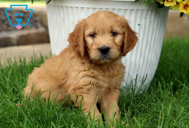 Adorable apricot Goldendoodle puppy with a wavy coat sitting in green grass beside a white planter filled with yellow flowers and red blooms. image