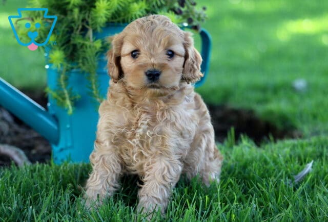 Boots Cockapoo image