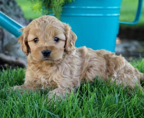 Boots Cockapoo2