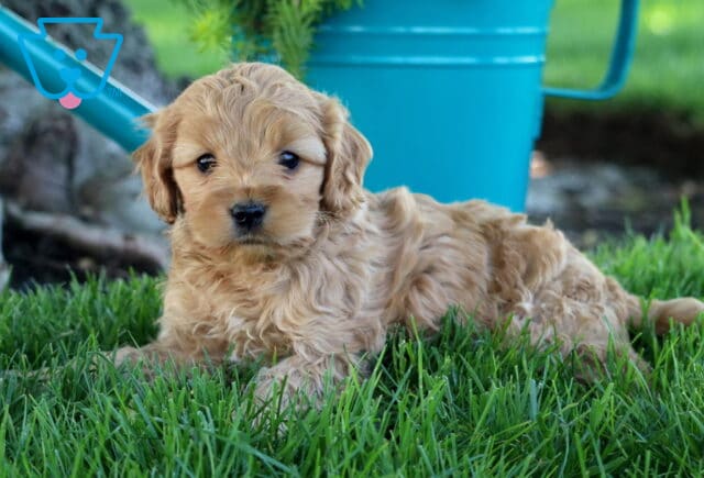 Boots Cockapoo2 image