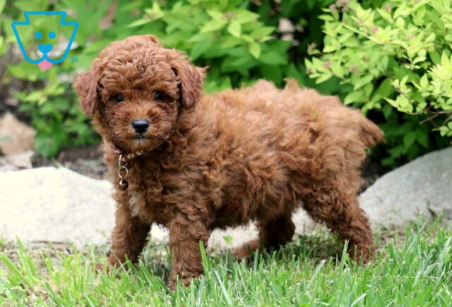 Fluffy red Toy Poodle puppy with a dark collar standing on green grass, framed by decorative stones and leafy garden plants. image