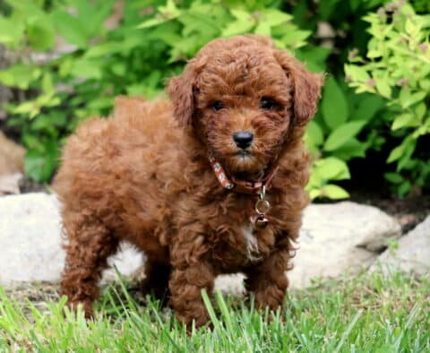 Curly red Toy Poodle puppy wearing a red patterned collar, standing alert on grass with stone edging and green foliage in the background.