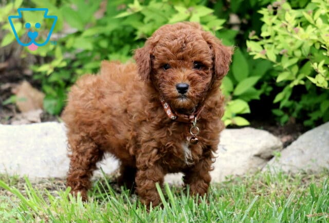 Curly red Toy Poodle puppy wearing a red patterned collar, standing alert on grass with stone edging and green foliage in the background. image