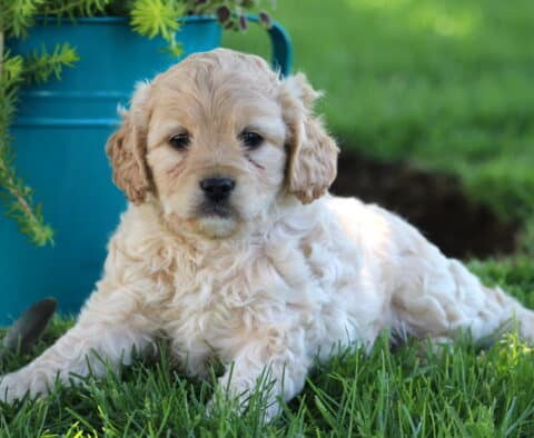 Boston Cockapoo