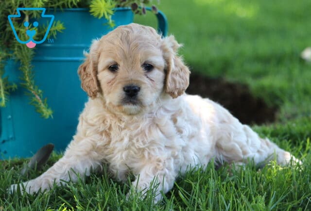 Boston Cockapoo image