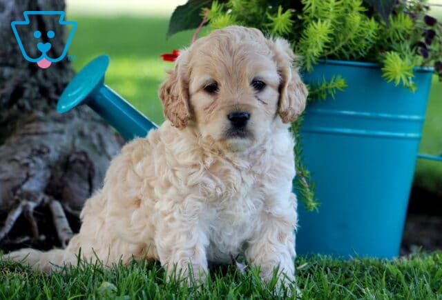 Boston Cockapoo2 image