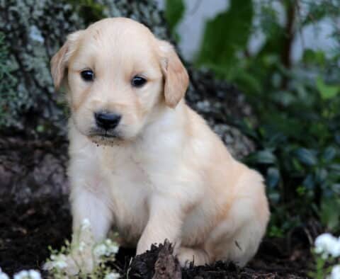 Golden Retriever puppy with a light golden coat sitting in front of a tree trunk, surrounded by white blossoms and lush greenery in a shaded garden setting.