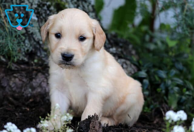 Golden Retriever puppy with a light golden coat sitting in front of a tree trunk, surrounded by white blossoms and lush greenery in a shaded garden setting. image