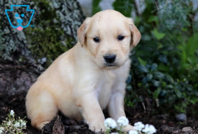 Golden Retriever puppy with a soft golden coat sitting beside white flowers and greenery at the base of a mossy tree in a shaded garden. image