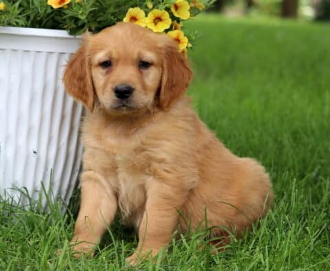 Golden-colored Goldendoodle puppy sitting in the grass beside a white flower pot overflowing with bright yellow flowers, looking calm and sweet.