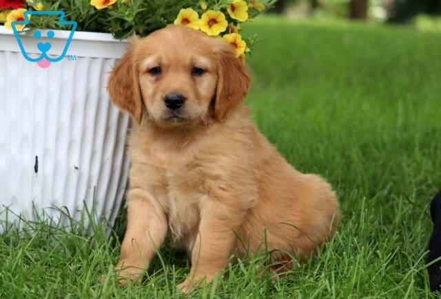 Golden-colored Goldendoodle puppy sitting in the grass beside a white flower pot overflowing with bright yellow flowers, looking calm and sweet. image