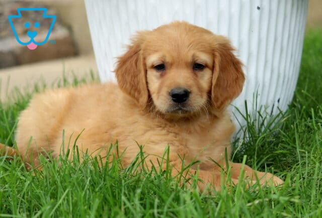 Golden red Goldendoodle puppy lying comfortably in the grass in front of a white planter, with soft fur and a calm gaze. image