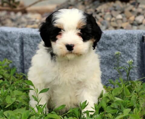Breeze Mini Bernedoodle
