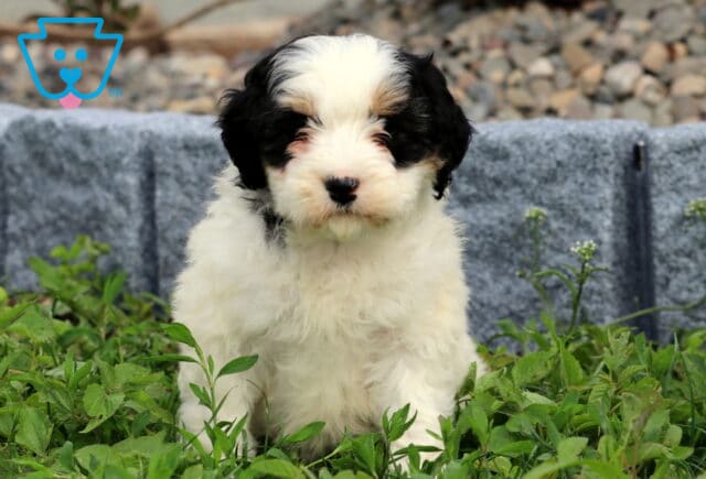 Breeze Mini Bernedoodle image