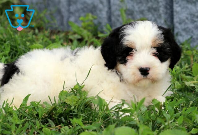 Breeze Mini Bernedoodle2 image