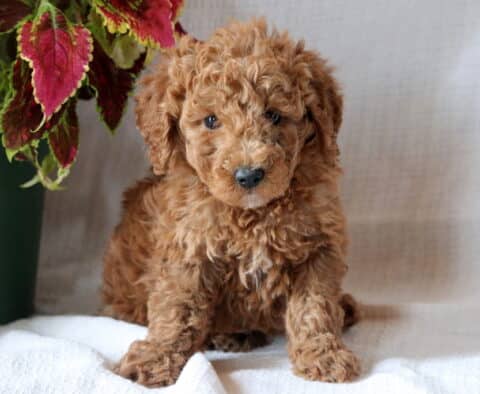 Breeze Mini Goldendoodle