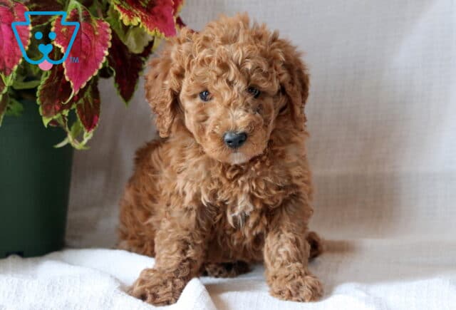 Fluffy Mini Goldendoodle puppy with rich apricot curls sitting on a white surface beside a colorful leafy plant. image