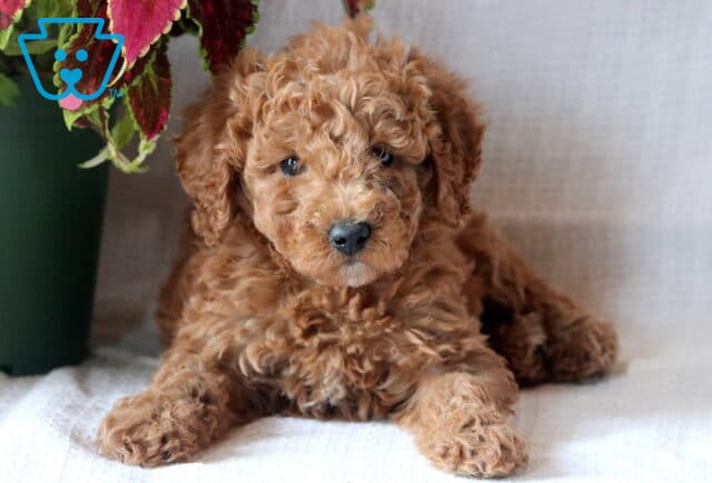 Mini Goldendoodle puppy with a thick, curly apricot coat lying down next to vibrant red and green foliage in a pot. image