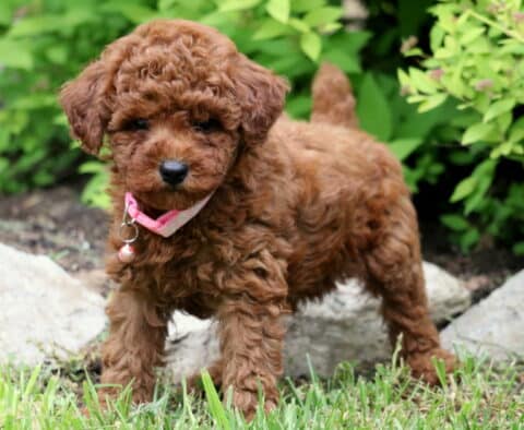 Charming red Toy Poodle puppy with a curly coat, wearing a pink collar and standing on grass near stones and leafy green shrubs.
