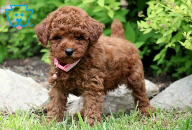 Charming red Toy Poodle puppy with a curly coat, wearing a pink collar and standing on grass near stones and leafy green shrubs. image