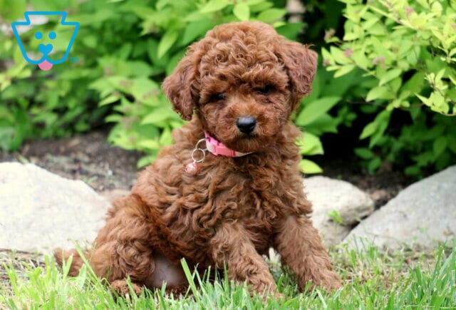 Cute red Toy Poodle puppy with a pink collar sitting slightly tilted in the grass, posing near large rocks and leafy plants in a garden. image