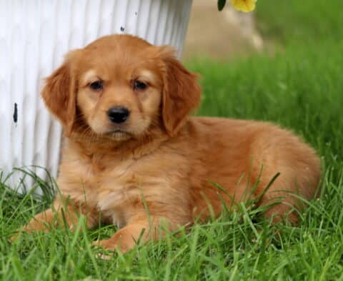 Dark apricot Goldendoodle puppy lying in the grass beside a weathered white planter, with a calm expression and soft, fluffy coat.