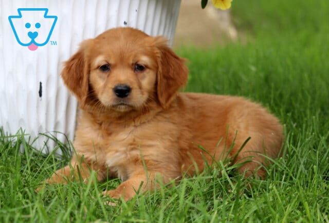 Dark apricot Goldendoodle puppy lying in the grass beside a weathered white planter, with a calm expression and soft, fluffy coat. image