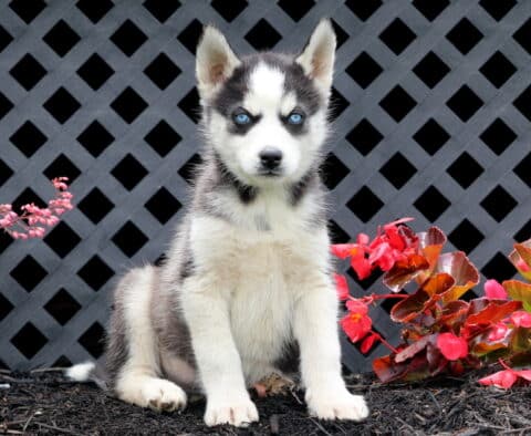 Bronx Husky