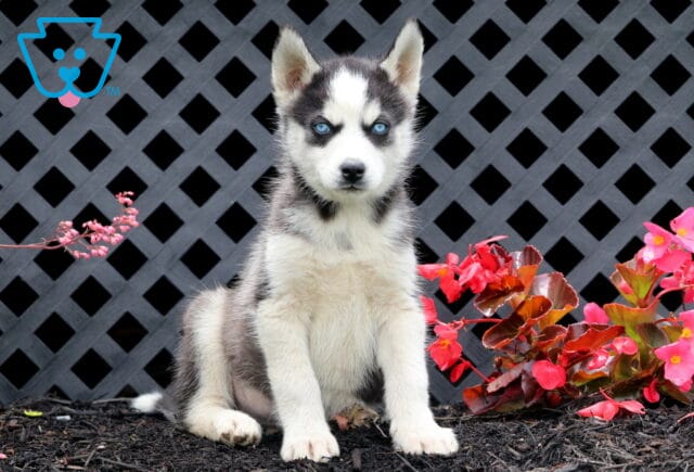 Bronx Husky image