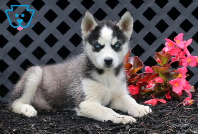 Bronx Husky2 image