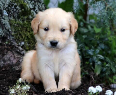 Golden Retriever puppy with a soft golden coat sitting quietly on mulch, surrounded by white flowers, greenery, and the base of a mossy tree.