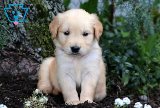 Golden Retriever puppy with a soft golden coat sitting quietly on mulch, surrounded by white flowers, greenery, and the base of a mossy tree. image